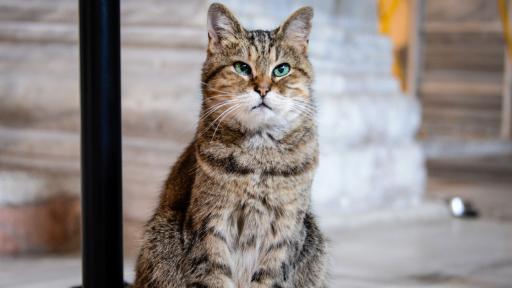  Котката, която ще остане и след измененията в 