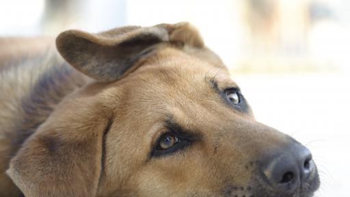  Поредна свирепост: Хвърлиха куче от 3-ия етаж, вързано в торба 