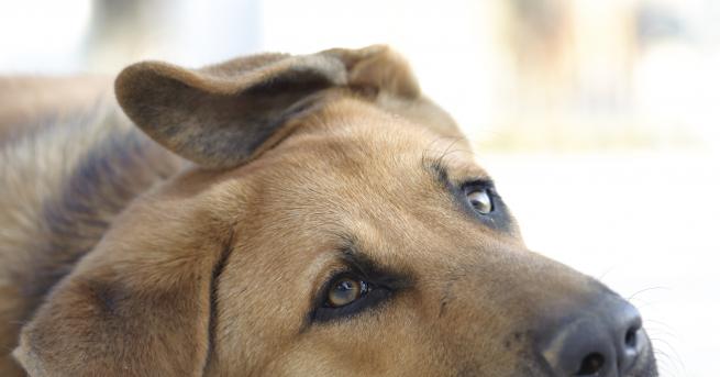 България Поредна жестокост Хвърлиха куче от 3 ия етаж вързано в