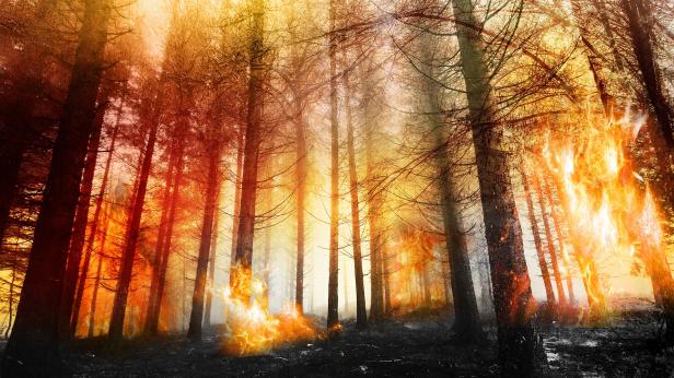 Как да предотвратим горски пожари