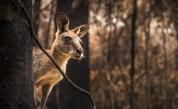 Пожарите в Австралия са умъртвили и разселили близо 3 милиарда животни 