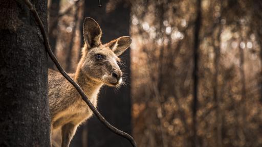  Пожарите в Австралия са умъртвили и разселили близо 3 милиарда животни 
