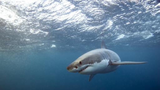  Голяма бяла акула раздра жена във води без акули 