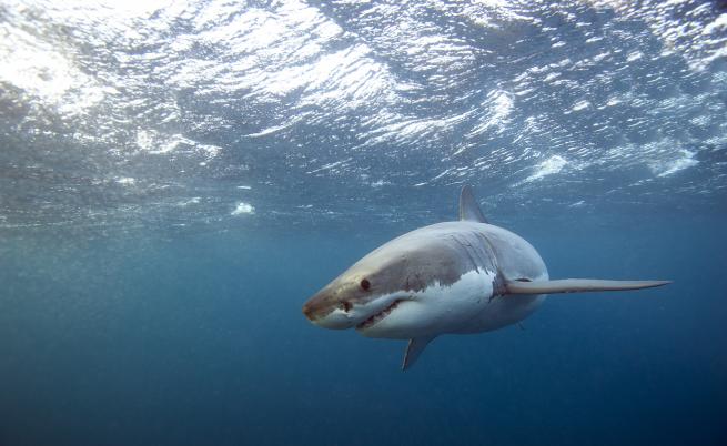 Голяма бяла акула разкъса жена във води без акули