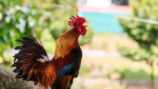  Италианец отнесе санкция поради шумния му петел 