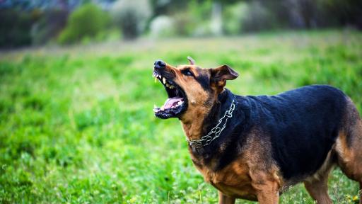 Домашно куче нахапа 5-годишно дете в село край София