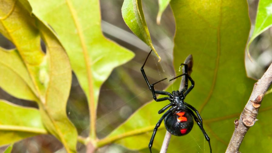 Кои са едни от най-опасните паяци на света