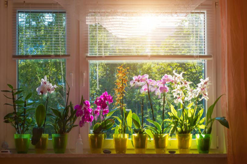 <p>9. Символизмът</p>

<p>Ако имате орхидея в дома си, тогава тя е символ на семейното щастие и хармония.&nbsp;Освен, че са красиви, те носят и енергията на кариерата.</p>