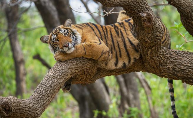 Любопитни факти за тигрите, които ще ви изумят