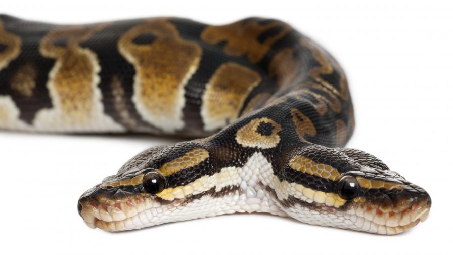 Ужасяващо: Американка откри двуглава змия в дома си