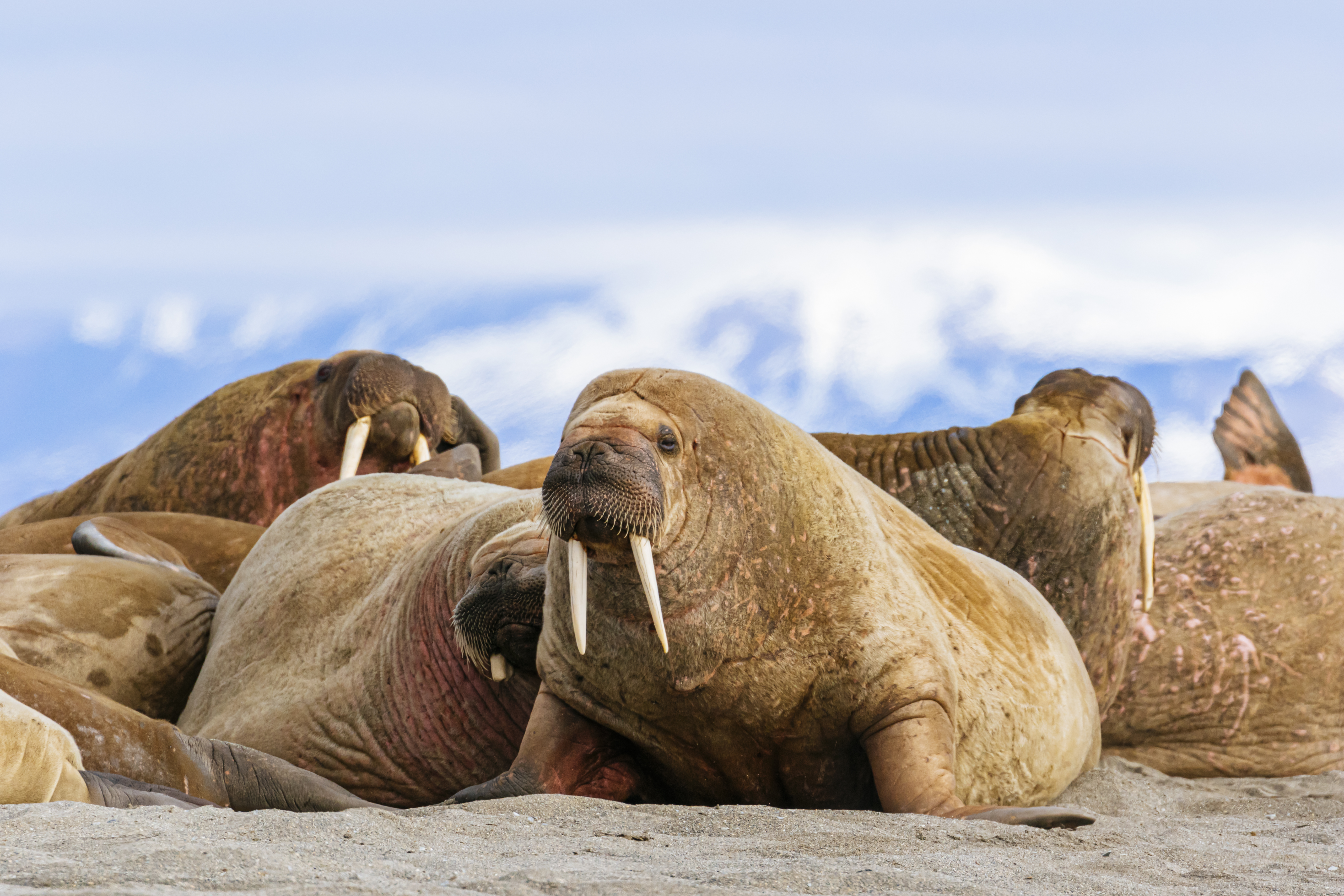 <p><strong>Морж</strong></p>

<p>Моржовете имат най-дългия период на бременност от всички перконоги (група бозайници, включваща тюлени и морски лъвове). Те носят малките си от 15 до 16 месеца.&nbsp;</p>