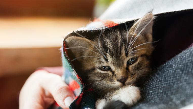  Избери си котка и разбери какво обръщение ти носи тя 