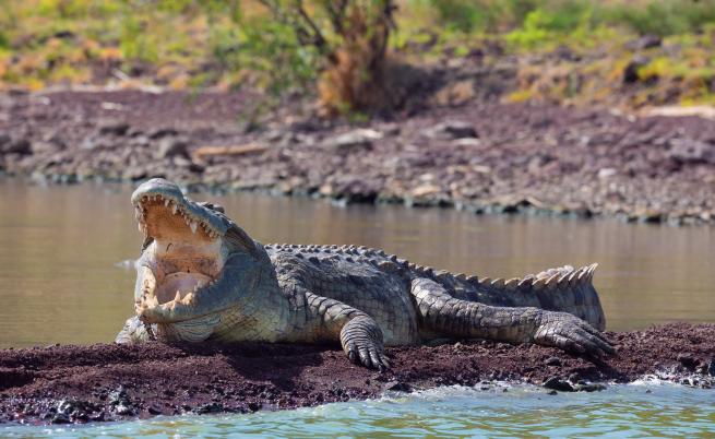 Ужасяващи и опасни: Крокодилите, които нападат без да са провокирани