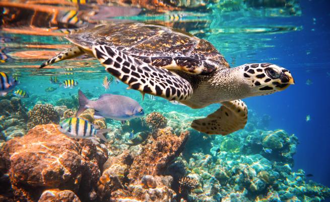 Заплаха дебне ястребоклюните морски костенурки в южната част на Тихия океан