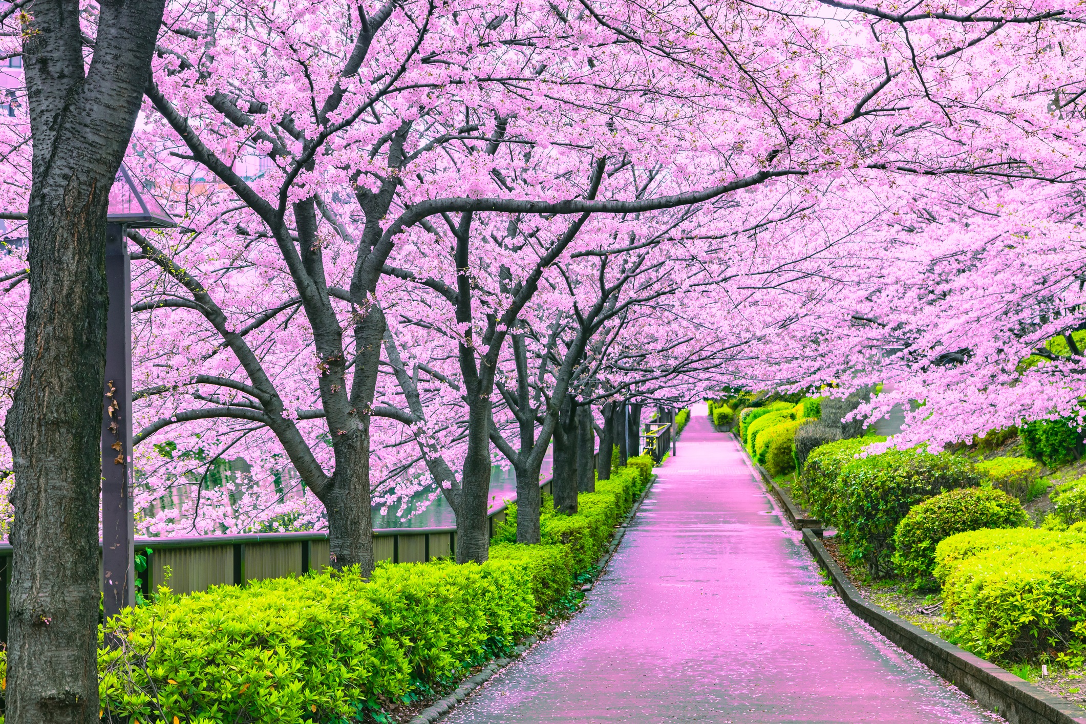 <p><strong>Черешовите цветове в Япония през пролетта</strong></p>