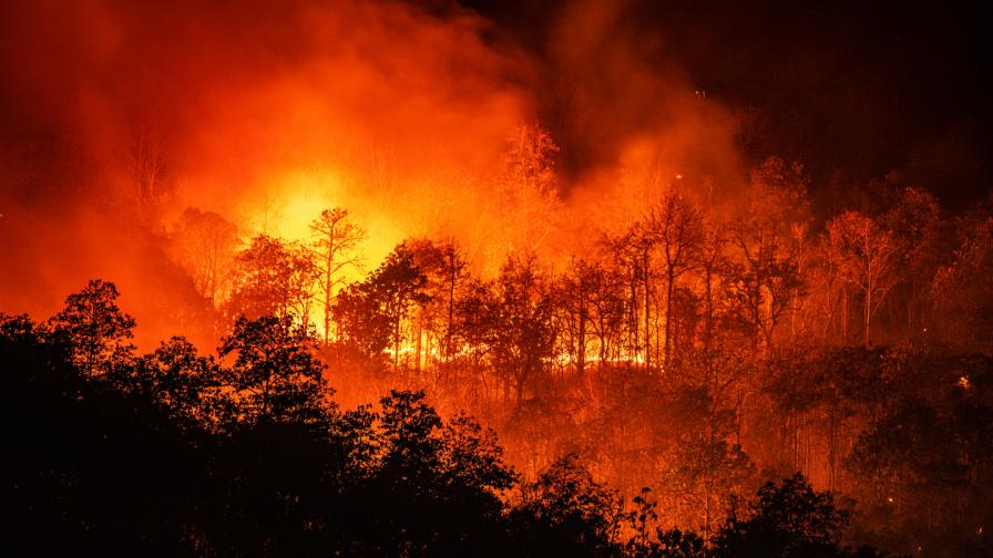 Доклад: Горски пожари застрашават природата на Европа