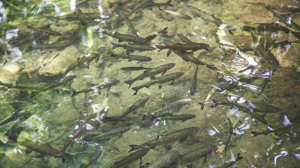 WWF към гърците: "Консумирайте инвазивни морски видове!"