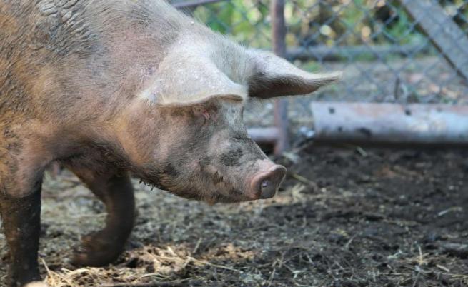 Откриха огнище на африканска чума в една от най-големите свинеферми в Румъния