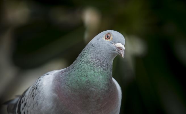 В Австралия ще евтаназират гълъб, долетял от САЩ