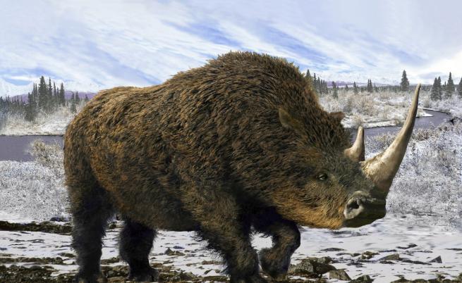 Вадят цял гигантски вълнест носорог от леда в Сибир