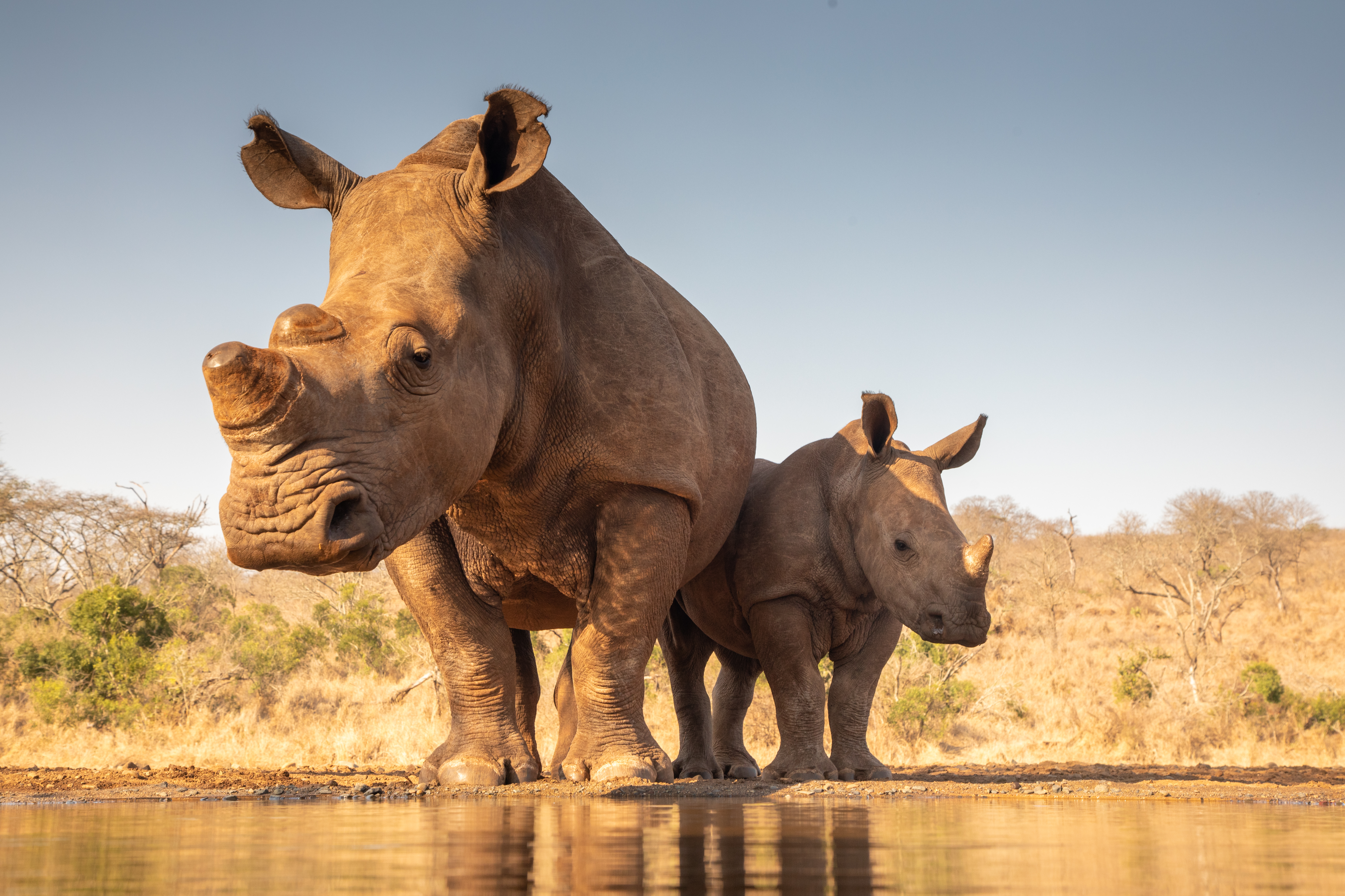 <p><strong>Явански носорози</strong></p>

<p>Яванският носорог е един от най-застрашените видове от петте вида носорози. Те са тъмносиви на цвят и имат един рог, който достига до 25 см. Кожата му има редица гънки и наподобява бронирано покритие. Яванският носорог изглежда много подобен на близкородствения по-голям еднорог носорог, но главата му е много по-малка и кожните гънки са по-малко изразителни.</p>

<p>Известно, е че все още живеят около 58-68 носорога в Индонезия в националния парк Уюнг Кулон. Това животно някога е живяло в североизточна Индия и Югоизточна Азия. Последният представител на дивата популация във Виетнам е изчезнал през 2010 година.</p>