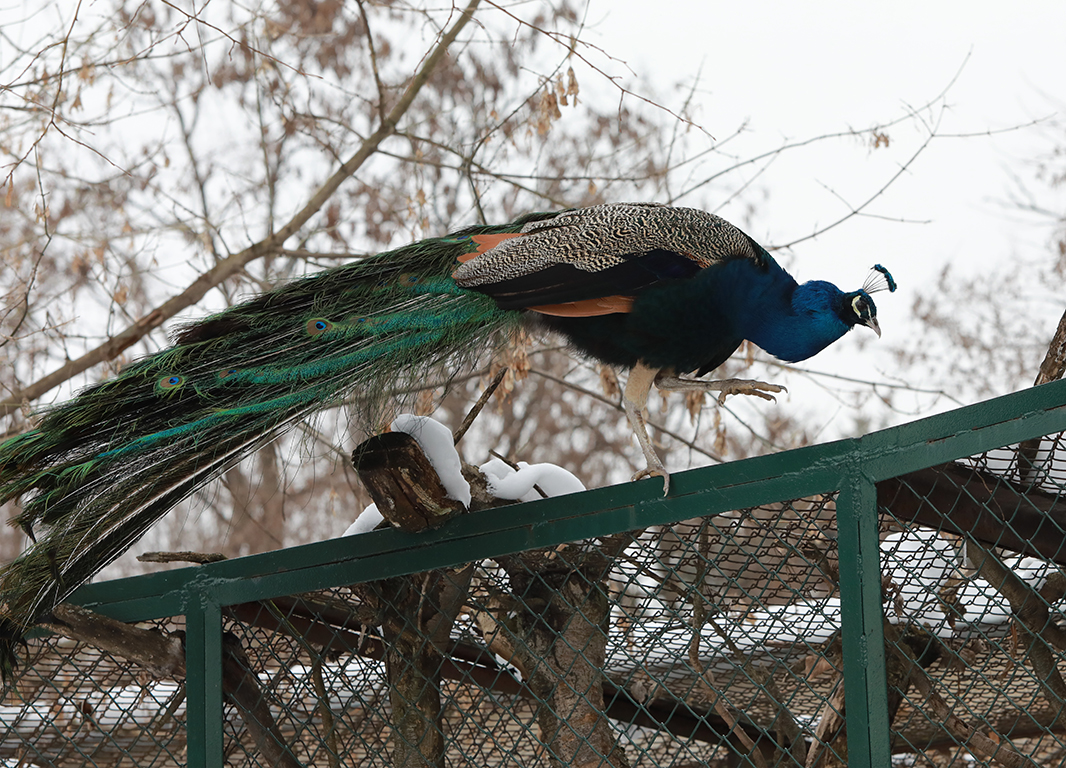 <p>Зоопарк София</p>