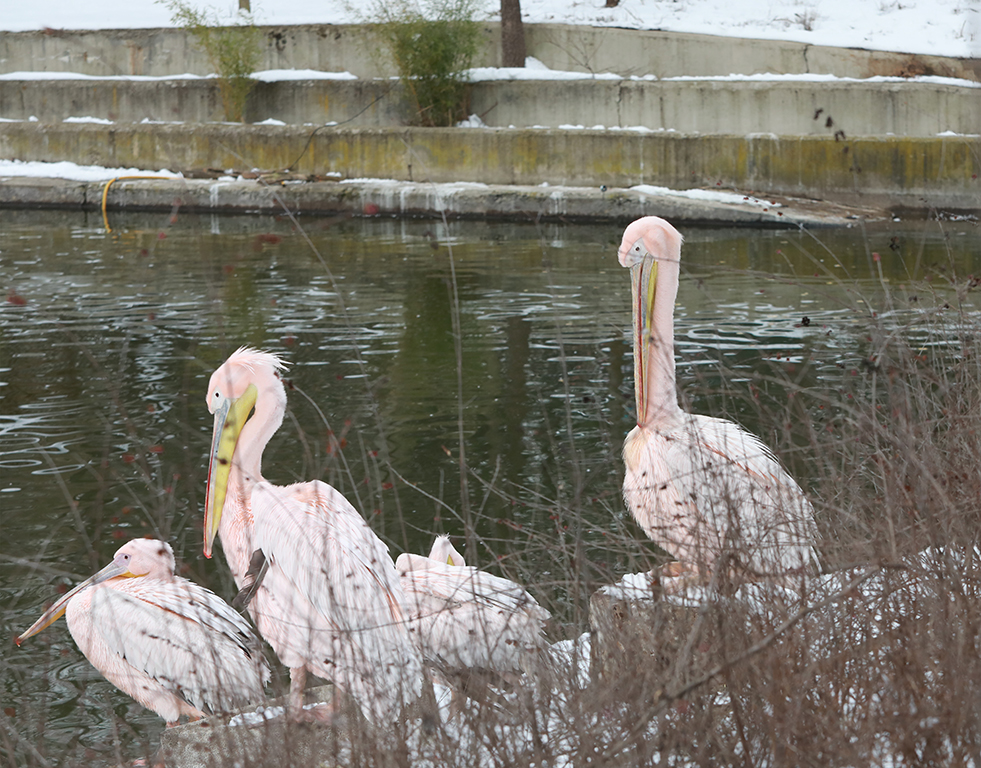 <p>Зоопарк София</p>