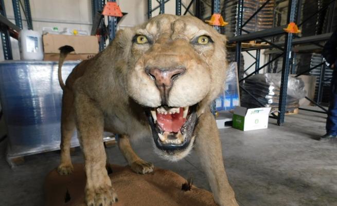 Откриха препариран лъв във фирма в Разград