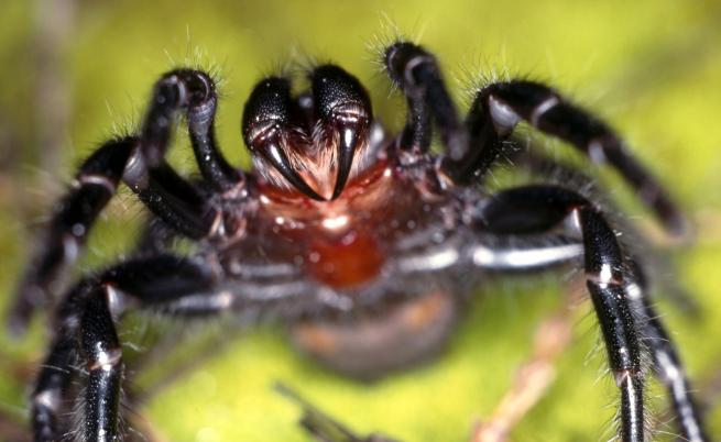 След ковид и наводненията, напаст от кошмарни паяци в Австралия