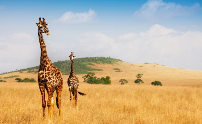 Спасиха девет жирафа от потъващ остров в Кения