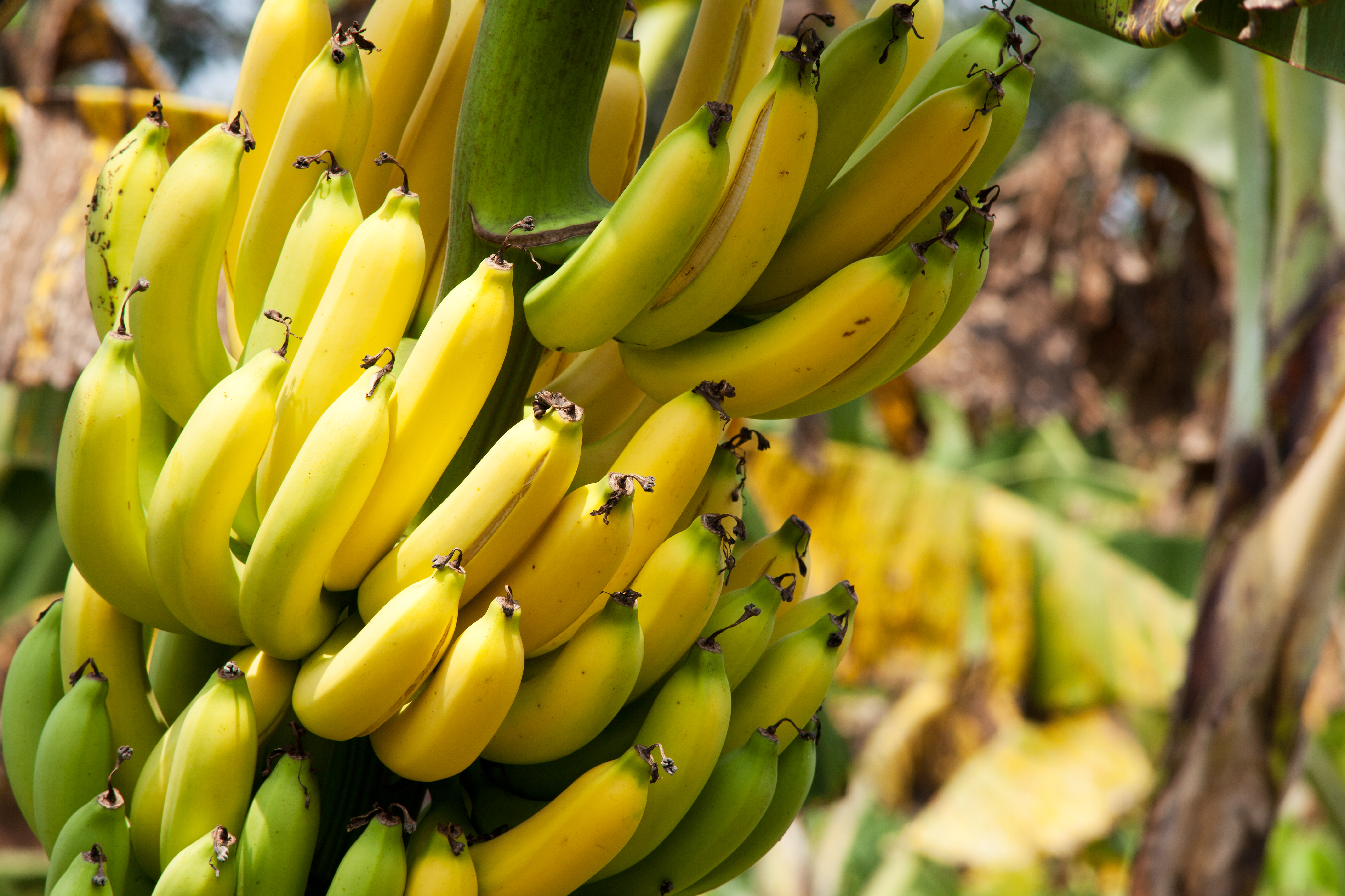 <p><strong>Банани</strong></p>

<p>Бананите са най-популярният плод в света заради високото си съдържание на калий. В момента над 135 страни по света произвеждат банани, а площите, подходящи за отглеждане на банани, се очаква да се увеличат с 50% до 2070 г. Тъй като растат в тропическа среда, увеличаването на глобалните температури може само да им бъде от полза. Липсата на вода&nbsp;обаче&nbsp;напълно би съсипала плановете на фермерите да гледат тази култура.</p>