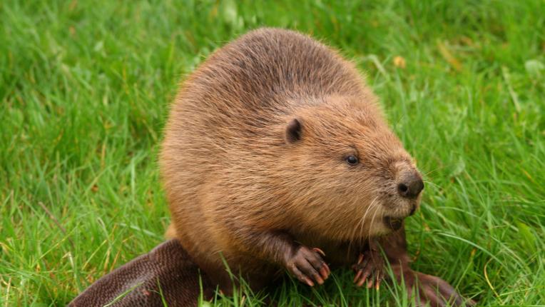  Кой знак сте съгласно зодиака на индианците 