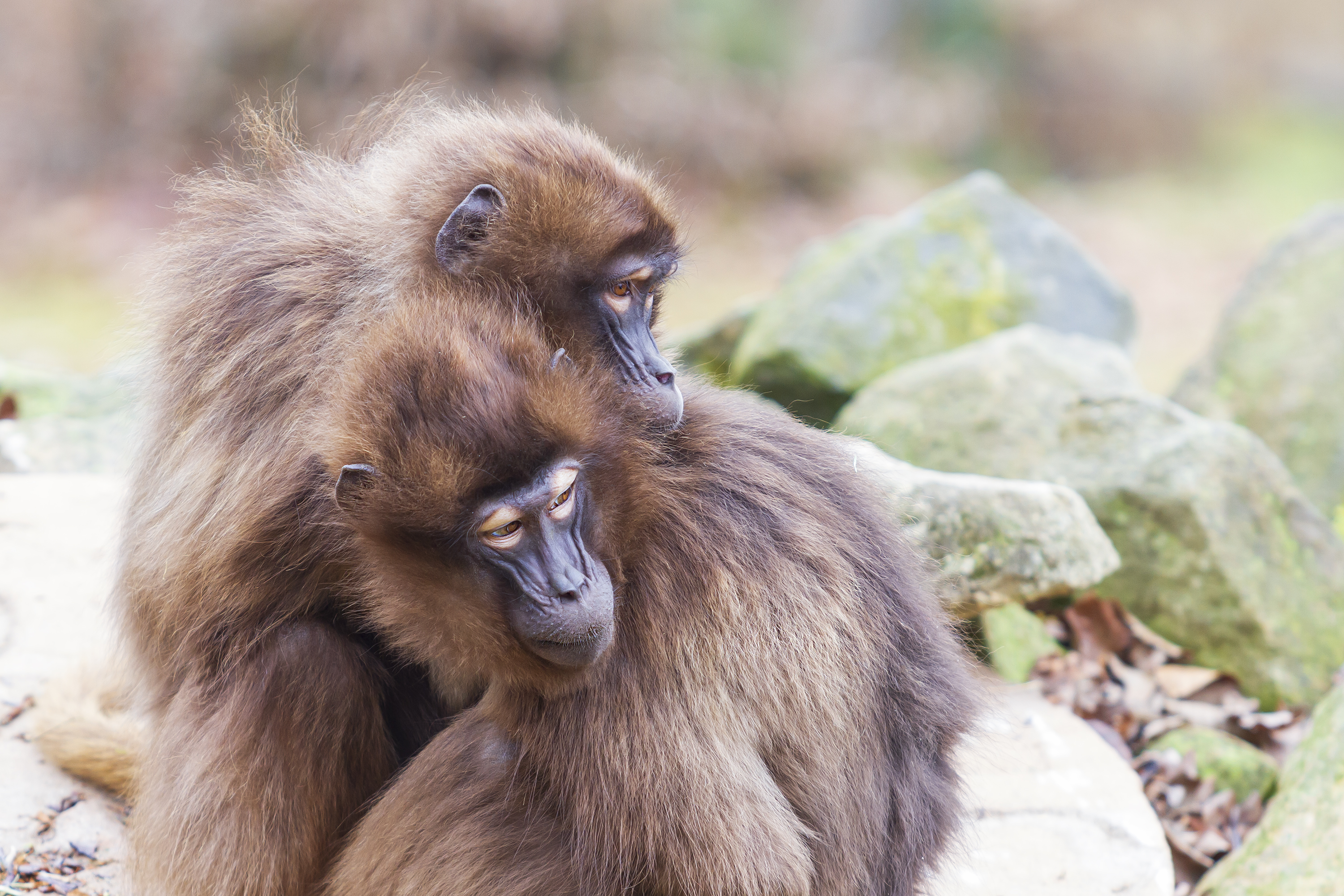 <p><strong>Маймуните маготи</strong></p>

<p>Гибралтар е единственото място в Европа, на което живеят диви маймуни от вида маготи, представители на род макаци. Можете да ги срещнете на върха на Гибралтарската скала, след като вземете лифт или такси до там.</p>

<p>Имайте предвид обаче, че те са доста нахални и се славят с крадливите си наклонности.</p>