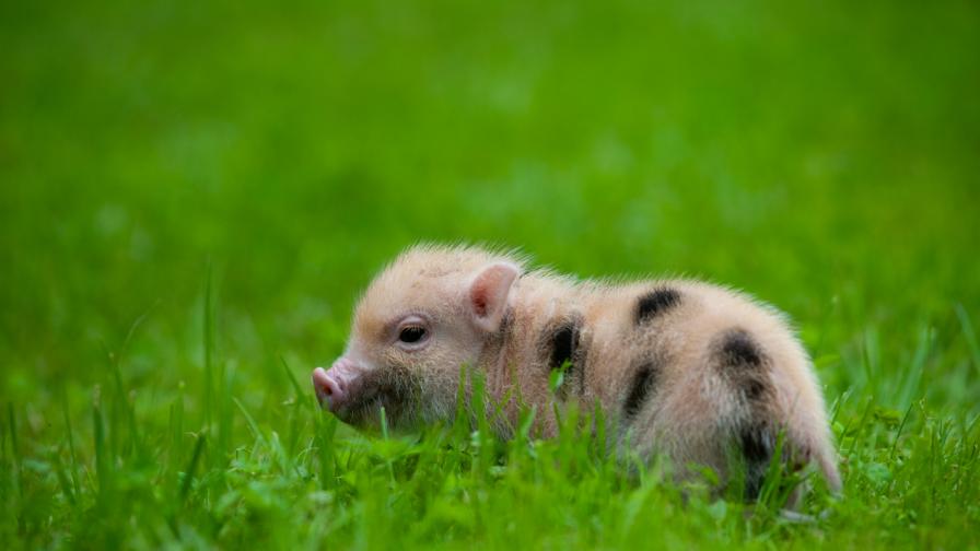 Какво трябва да знаем за декоративните прасенца