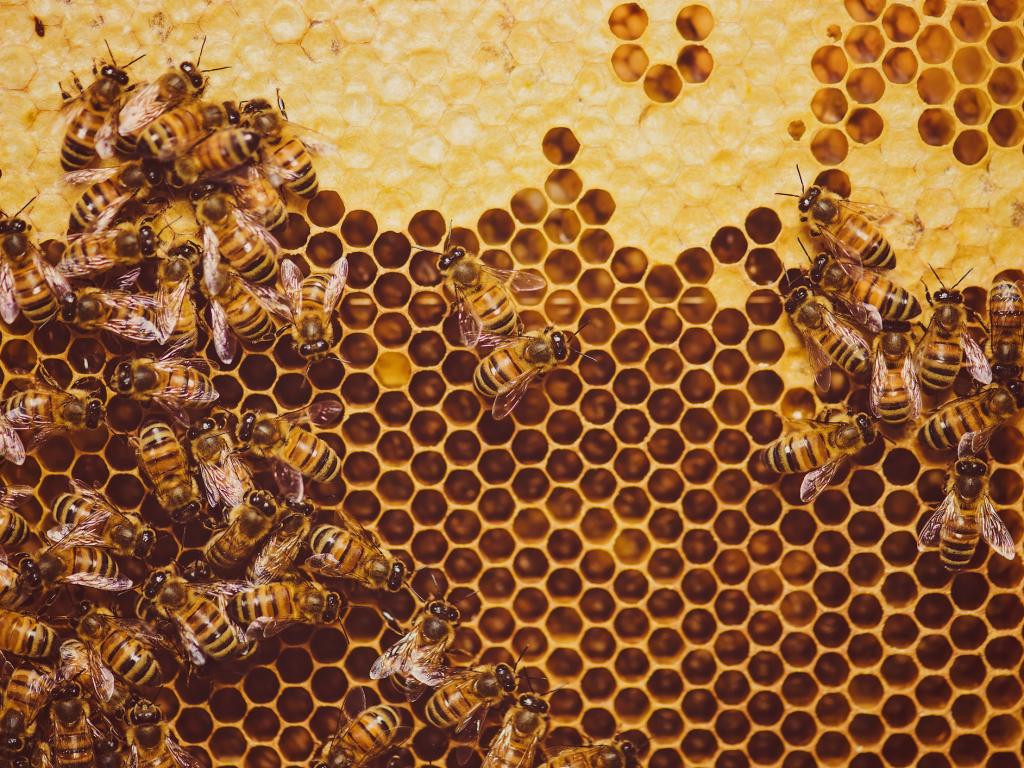 Медоносните пчели в кошерите, създадени от човека, може би са