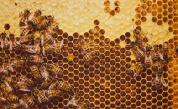 Проучване: Медоносните пчели страдат в кошерите, изградени от хора