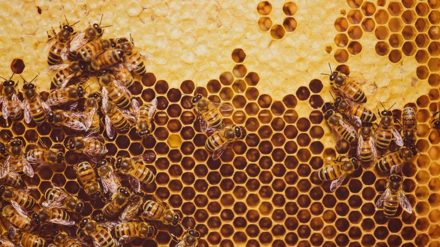 Проучване: Медоносните пчели страдат в кошерите, изградени от хора