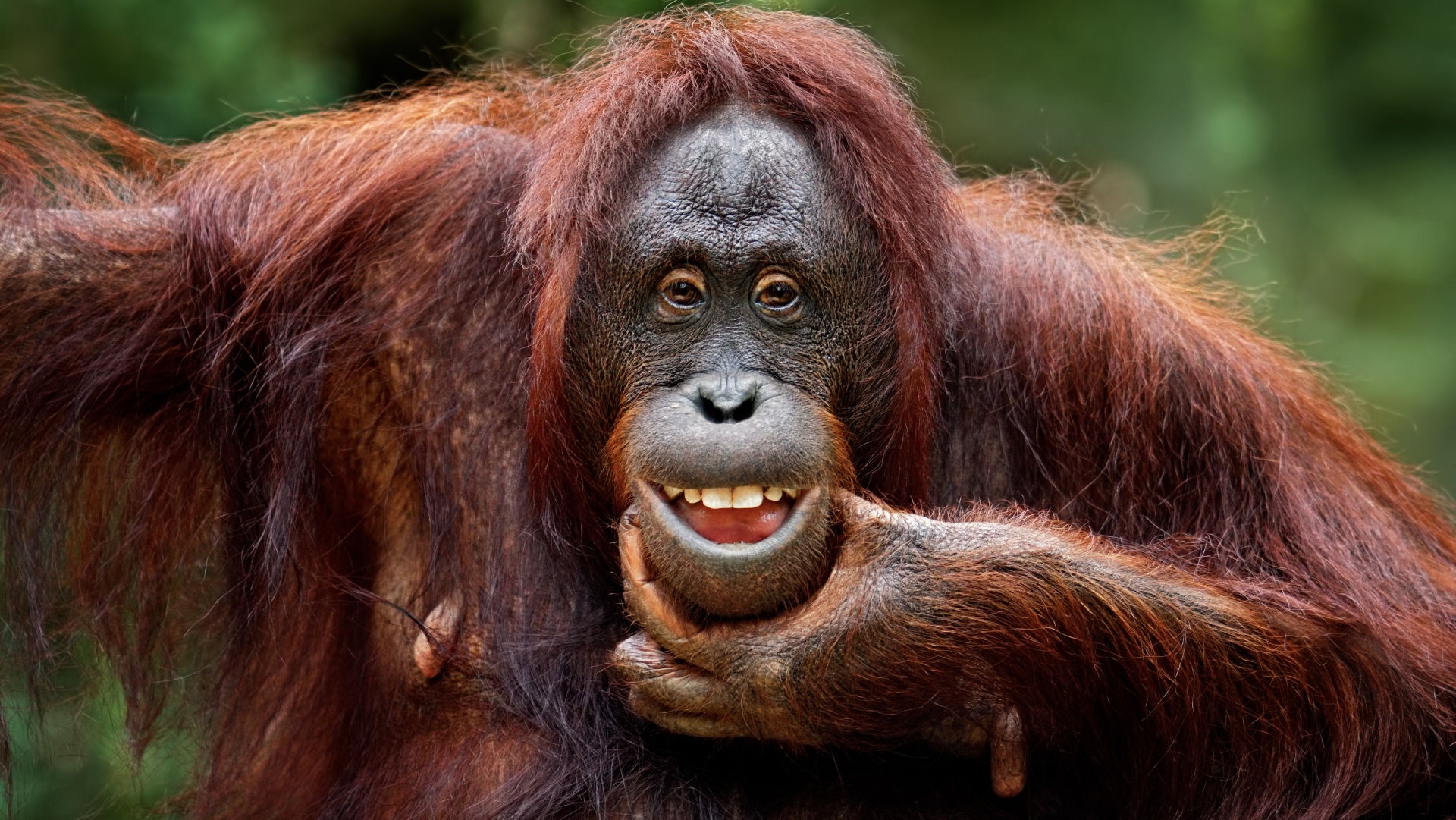 <p><strong>Борнейски орангутан</strong></p>

<p><u>Статус: критично застрашен</u></p>

<p>През последните 60 години популацията на борнейските орангутани е намаляла с 50%. Орангутаните в Северозападния Борней са най-застрашени поради обезлесяването и лова. Сега се смята, че са останали само 1500 екземпляра.</p>