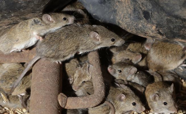 Евакуират стотици затворници в Австралия заради нашествие на мишки