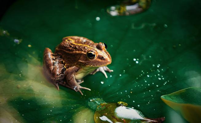 Защо жабите светят, когато е тъмно
