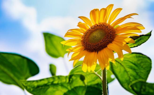 БАБХ следи вноса на слънчоглед от Аржентина заради пестициди