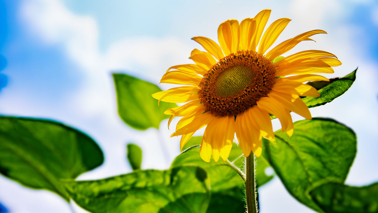 БАБХ следи вноса на слънчоглед от Аржентина заради пестициди