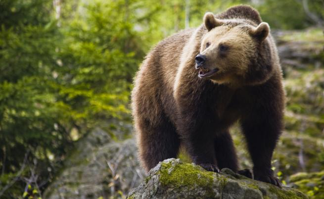 Мечка нападна жена до парка за танцуващи мечки в Белица