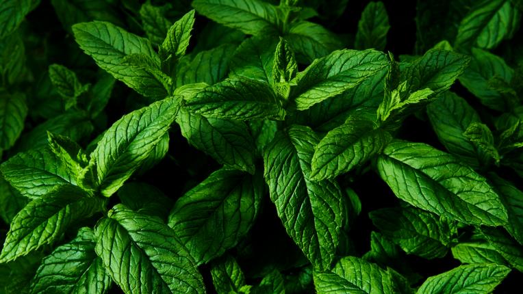  Баба знае: ето кои са най-хубавите летни билки 