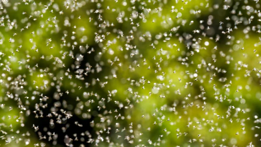 Милиони летящи мравки може да нападат „Уембли” на финала