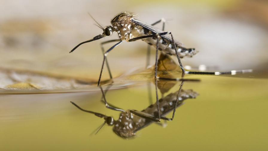 Болестите, пренасяни от комари, стават все по-рискови в Европа
