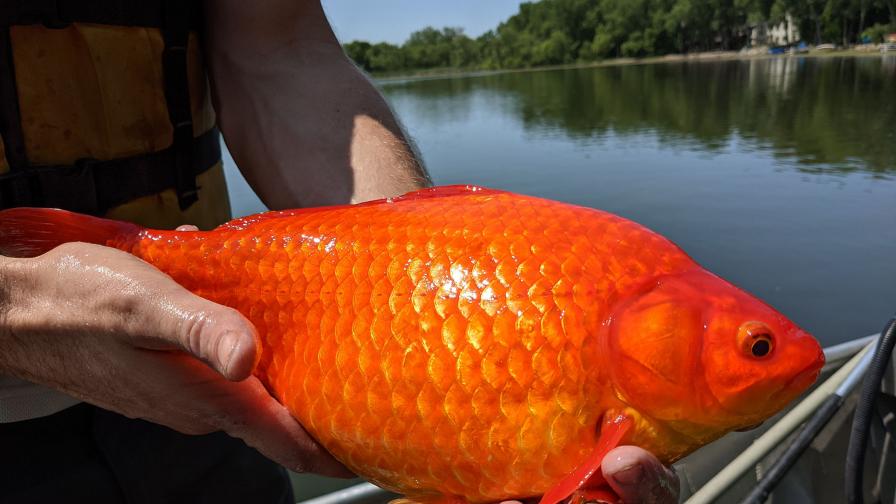 Предупреждение за чудовищни златни рибки в САЩ