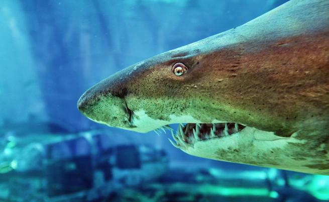 Зъб на акула разкри мистерия за климата на Земята