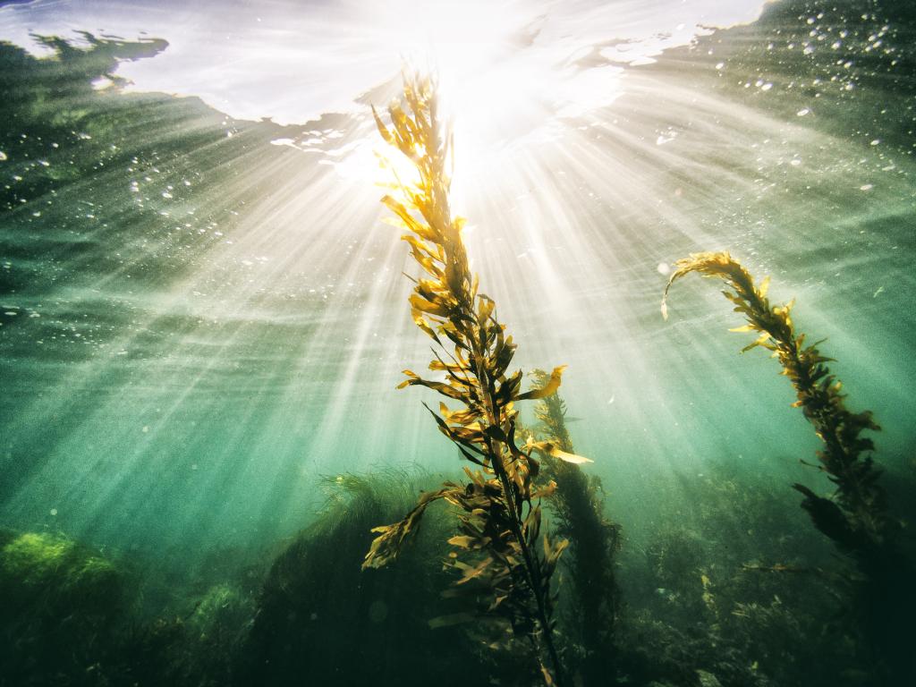 Морските водорасли могат да правят почти всичко от съхраняването