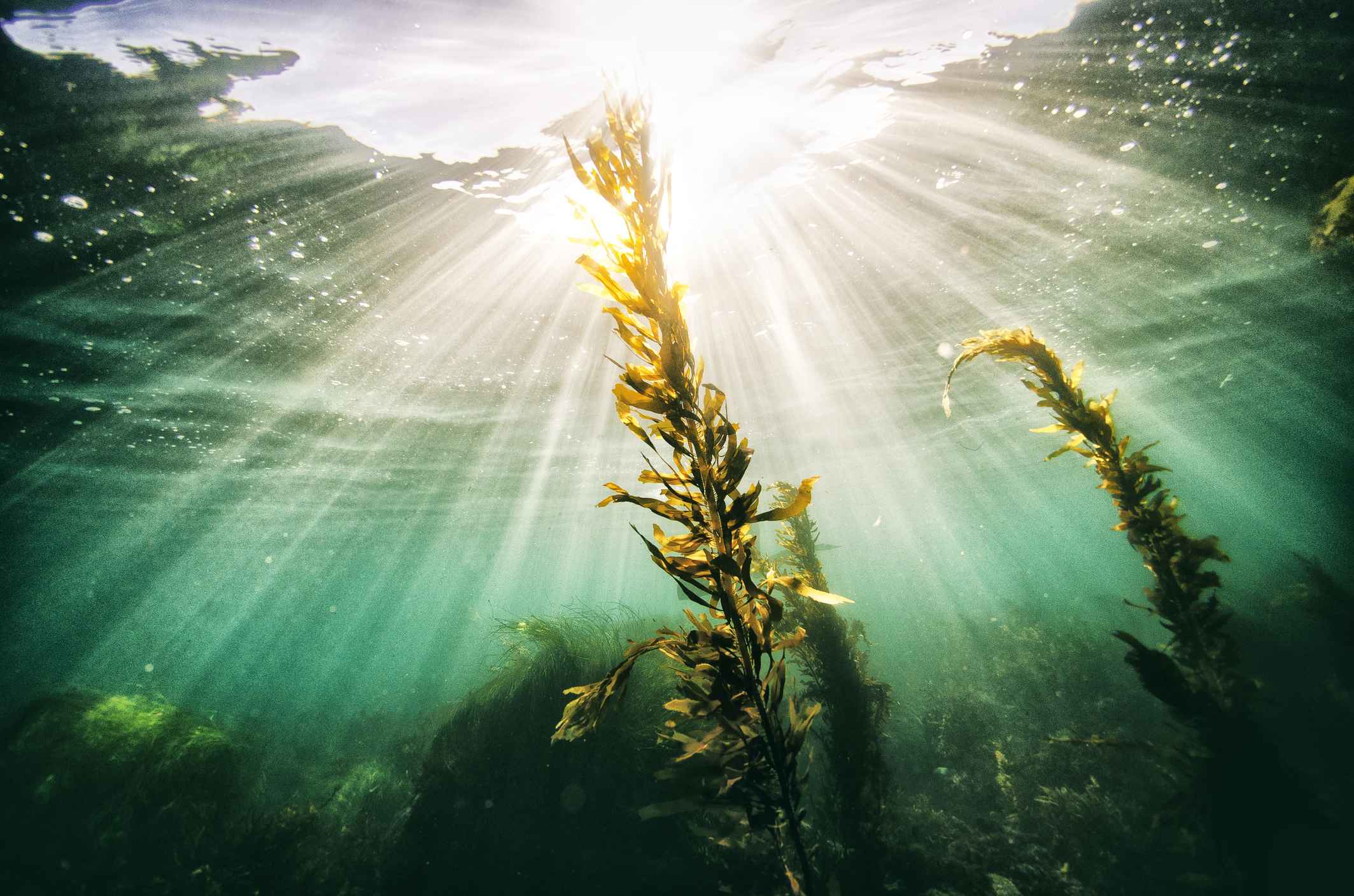 Откриха токсични водорасли в Черно море